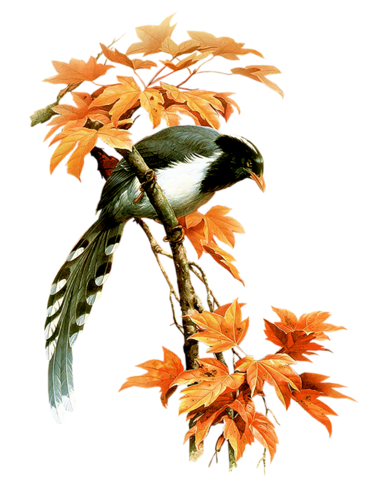 őszi állatok_43.png